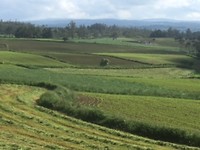 Zonovergoten landschap