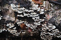 IMG_8469