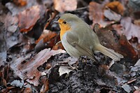 IMG_8516