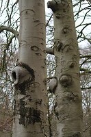 IMG_8521