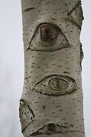IMG_8551