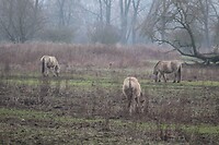 IMG_8558