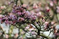 IMG_8662
