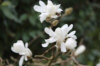 IMG_9335