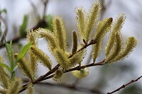 IMG_9339