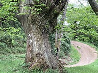 IMG_4594