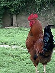 IMG_4596