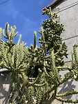 IMG_4866