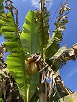 IMG_4867