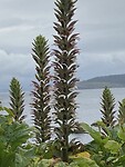 IMG_5109