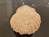 IMG_5323