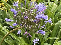 Agapanthus