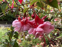 Fuchsia