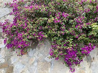 Bougainville