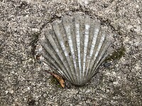 Schelp in de grond