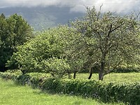 Appelbomen