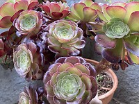 Prachtige vetplant