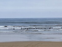 Veel surfers in zee