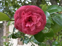 Een van de laatst bloeiende camelia