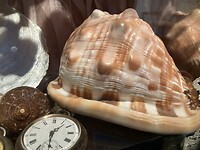 Schelpen