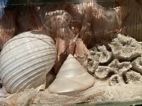 Schelpen