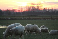 Schapen in de wei