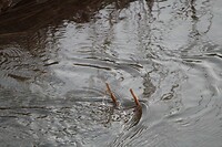 Patronen in het water