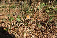 Roodborstje