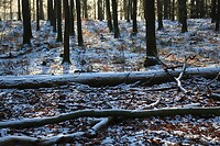 De laatste resten sneeuw in de ochtendzon