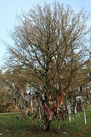 Koortsboom