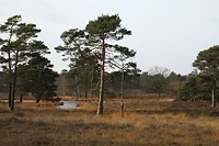Overasseltse vennen