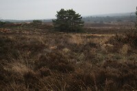 Woeste gronden