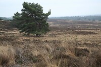 Staatsdomein