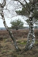Uddelsche heide