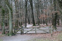Loenense Bos