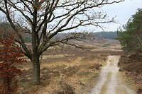 De Zilvensche Heide