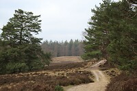 De Zilvensche Heide