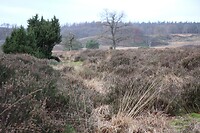De Zilvensche Heide