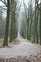 Kaarsrechte koninklijke wegen