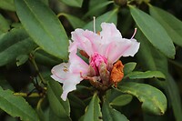 De rododendron bloeit al!