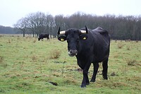 Wat een enorme hoorns!