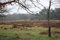 Heidevelden
