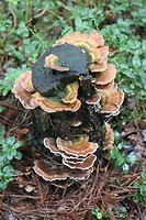 Paddenstoelen