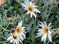Spaanse Margriet