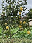 Citrusvruchten