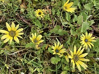 Calendula
