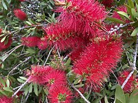 Melaleuca (mirtenhei)