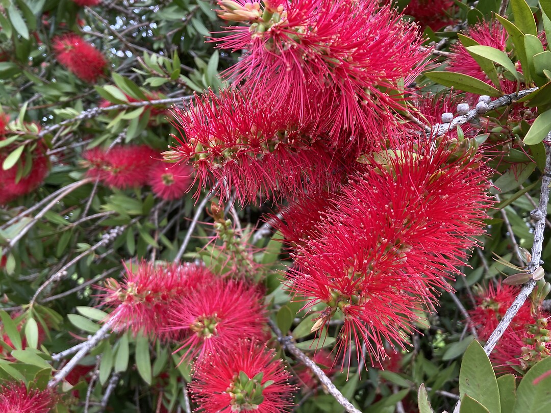 Melaleuca (mirtenhei)