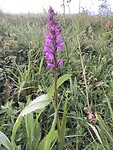 Brede orchis