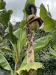 Bananenplant